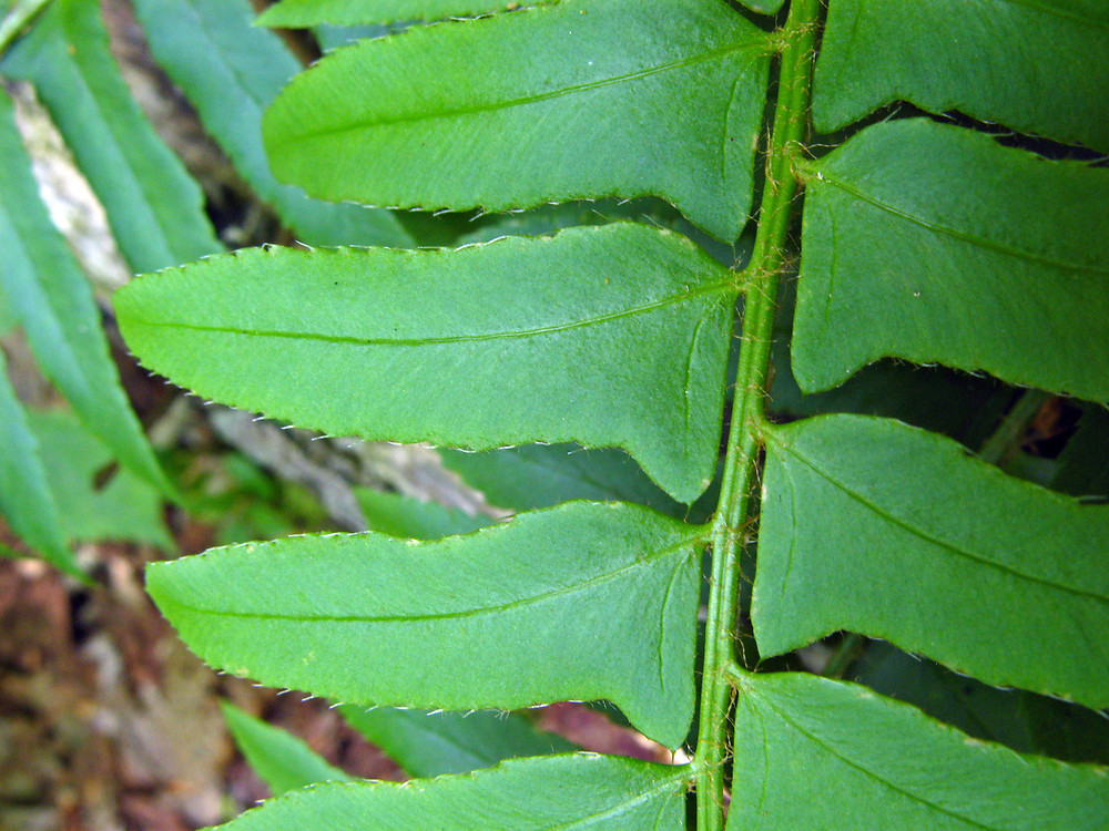 Christmas Fern