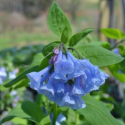 Virginia Bluebells
