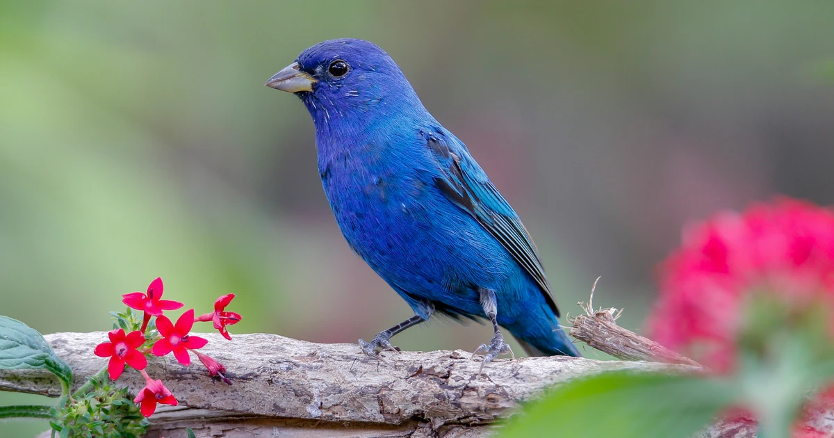 Indigo Bunting