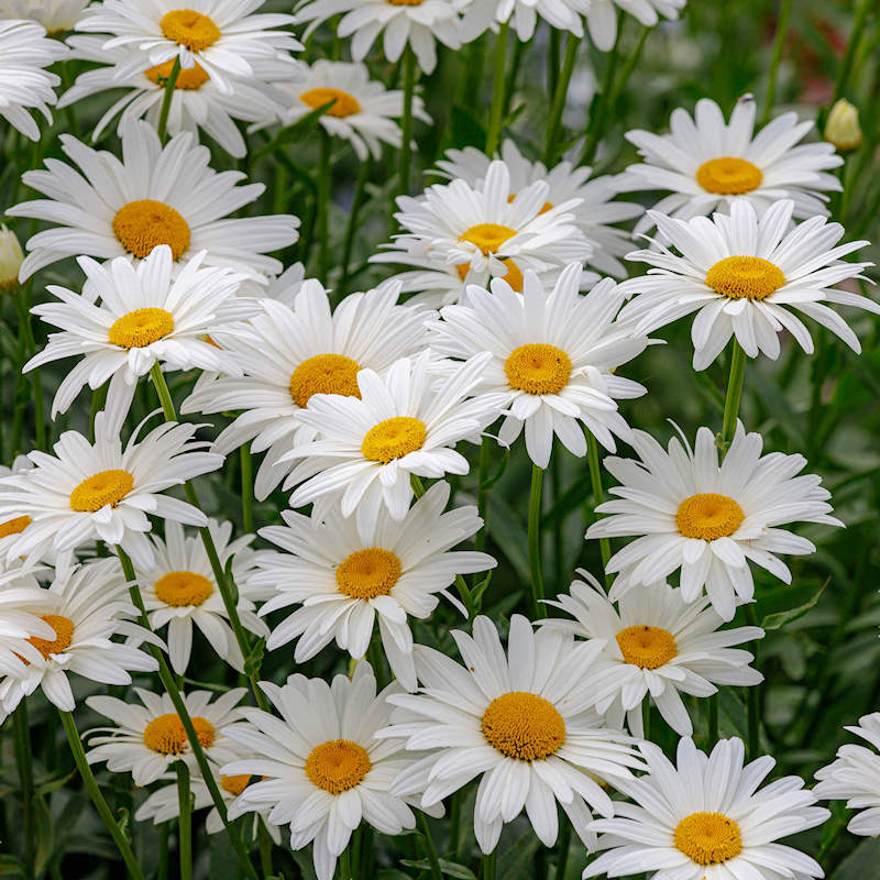 Oxeye Daisies