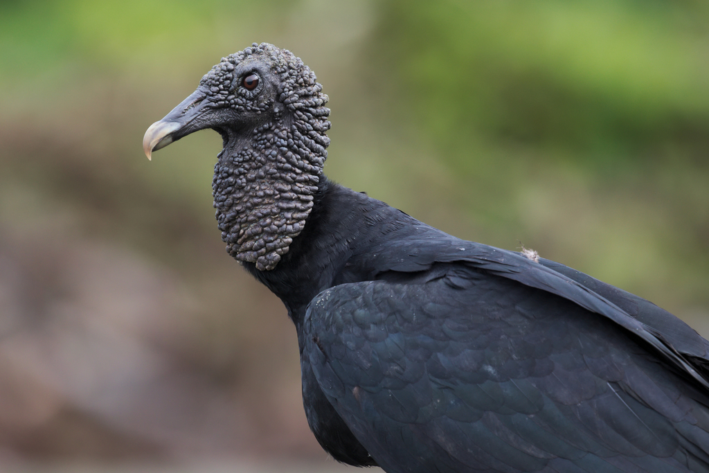 Black Vultures