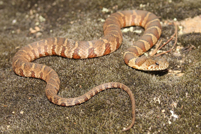 Common Watersnake