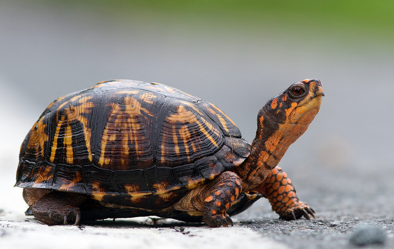 Eastern Box Turtle