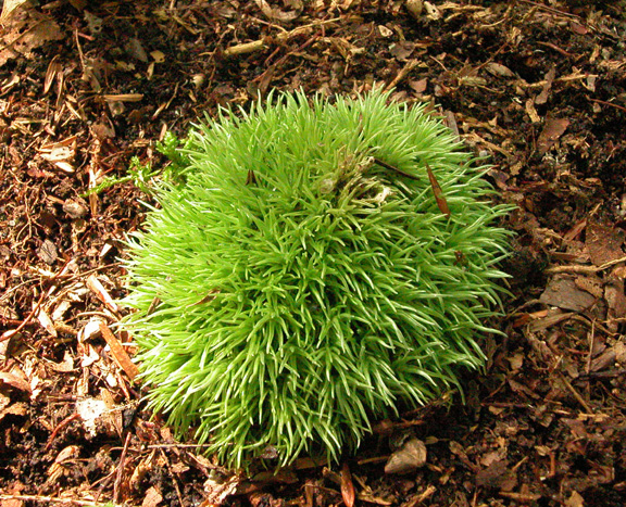 Pincushion moss