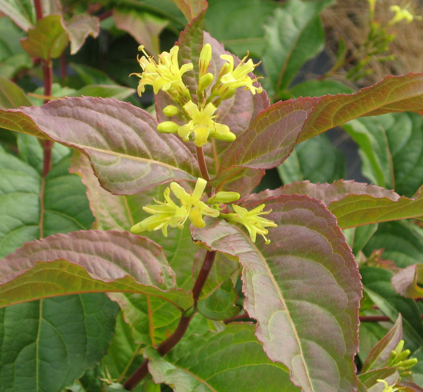 The Northern Bush Honeysuckle