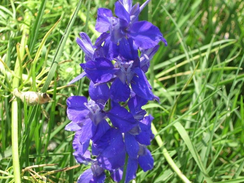 Rocket Larkspur
