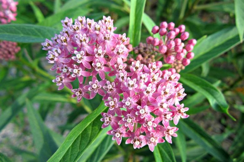 Common Milkweed