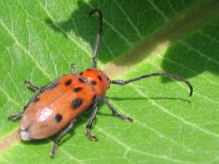 Red Milkweed Beetle