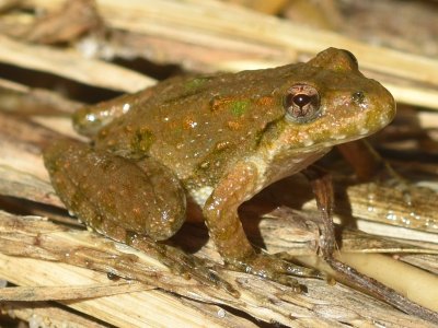 The Blanchard's Cricket Frog