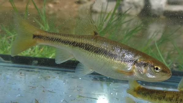 The Creek Chub