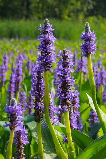 Pickerelweed