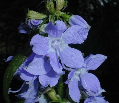 American Bellflower