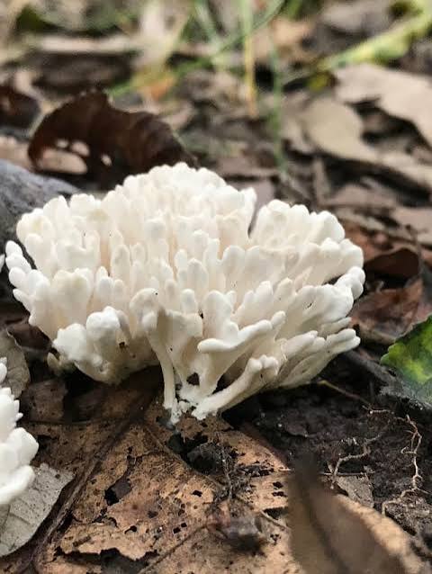Jellied False Coral