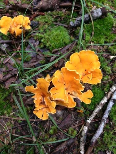The Smooth Chanterelle