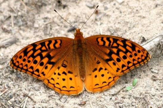 The Great Spangled Fritillary