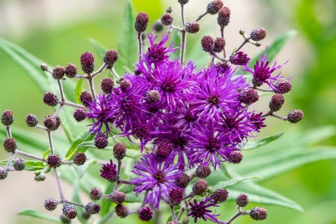 Tall Ironweed