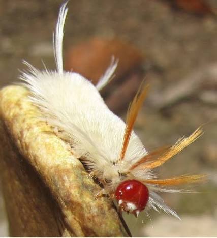 Sycamore Tussock Moth caterpillar