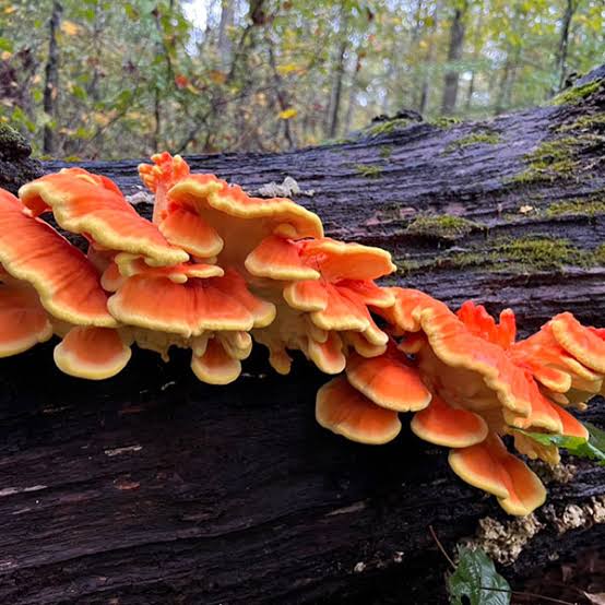 Chicken of the Woods