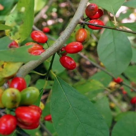 Spicebush berries