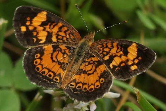 The Pearl Crescent