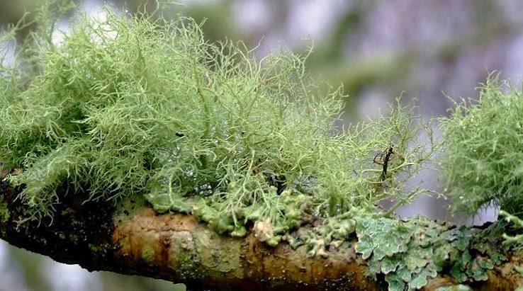 Beard lichen
