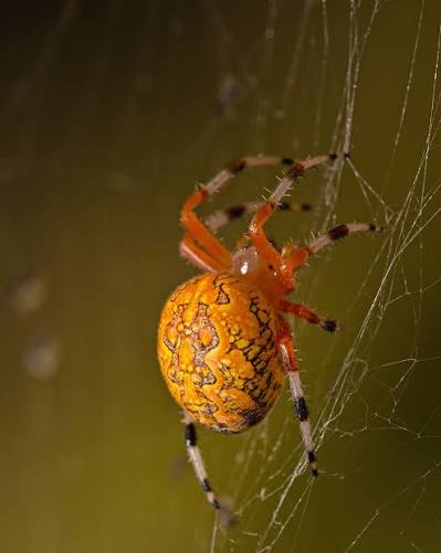 Marbled Orbweaver