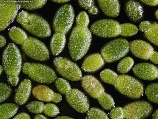 Watermeal