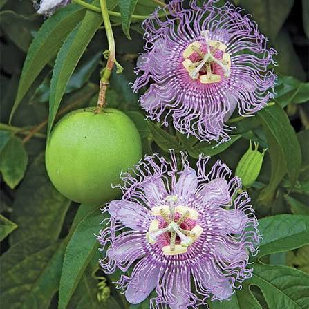 Maypop