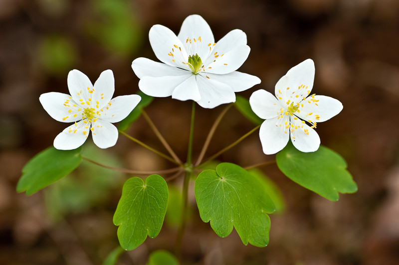 Rue Anemone