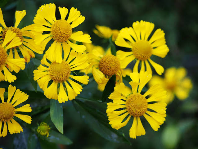 Common Sneezeweed