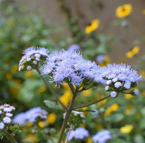 Blue Mistflower