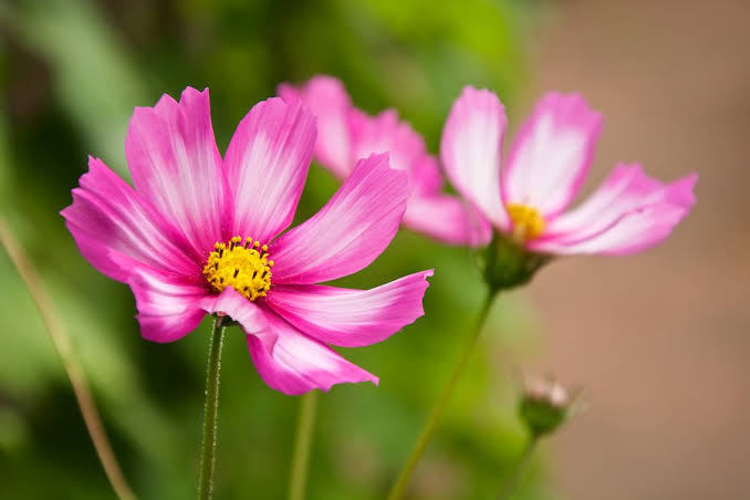 Garden Cosmos