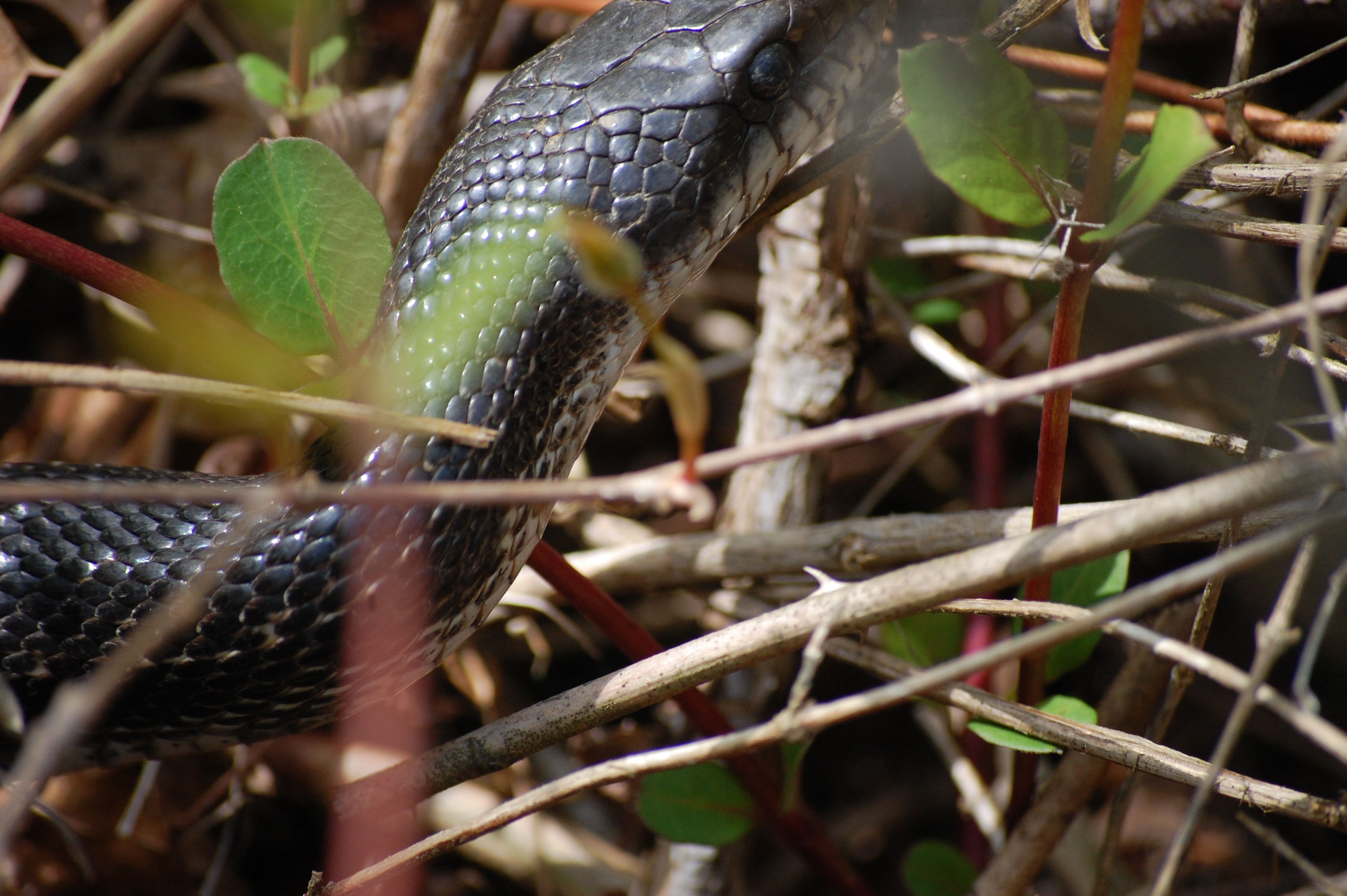 Central Ratsnake