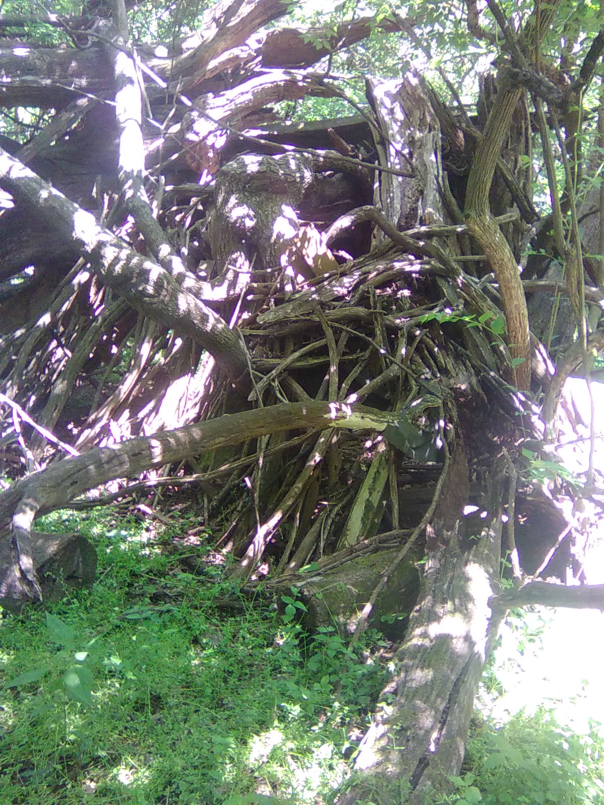 Tangled Roots