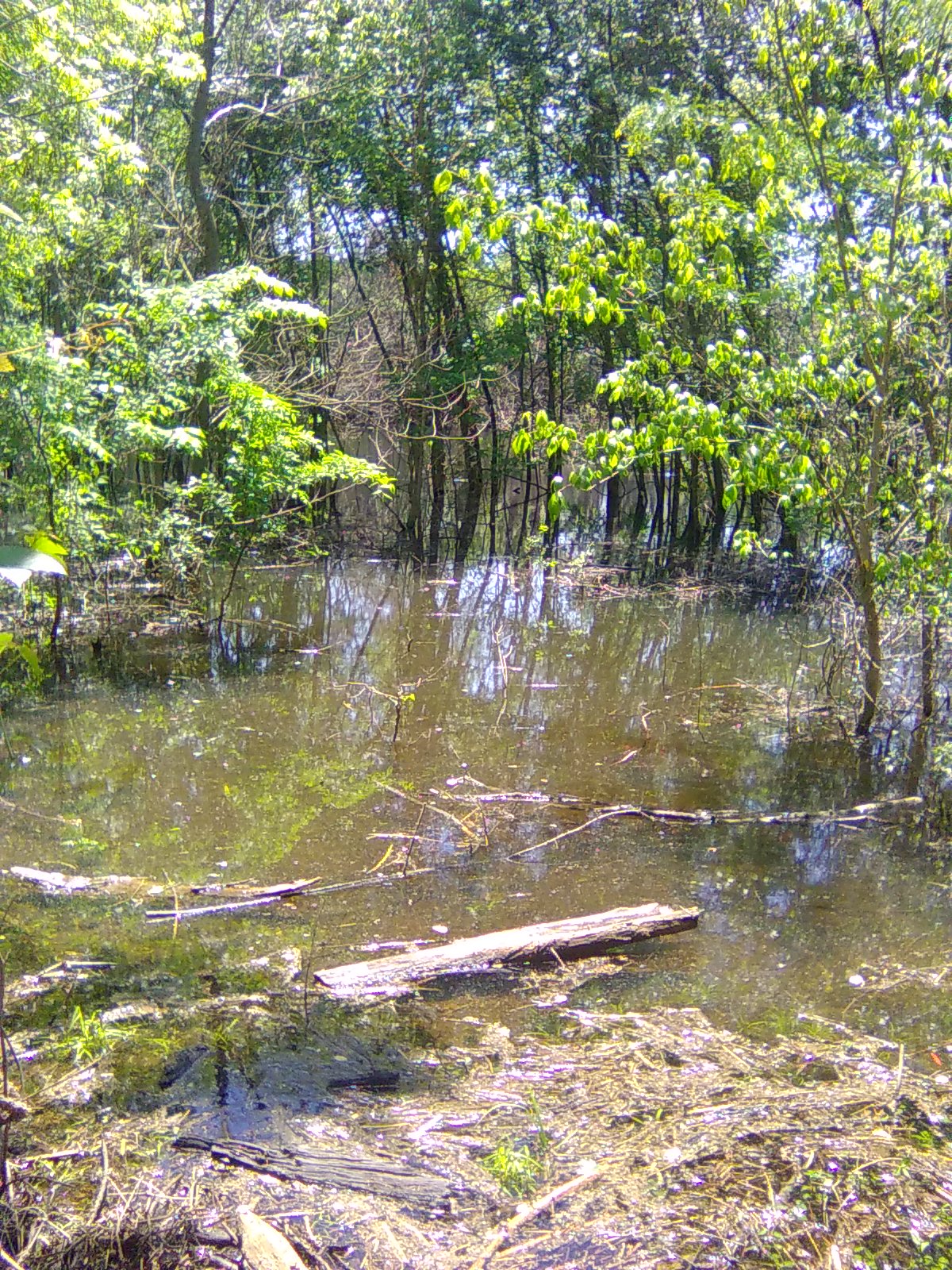 Swamp