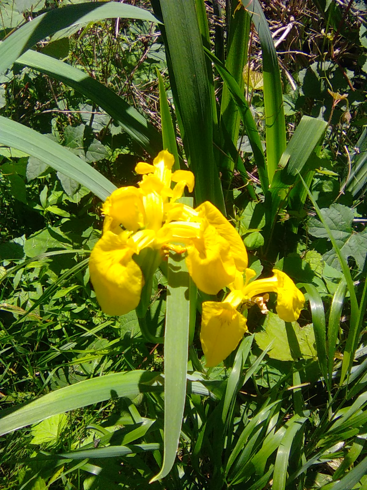Yellow Flag Iris