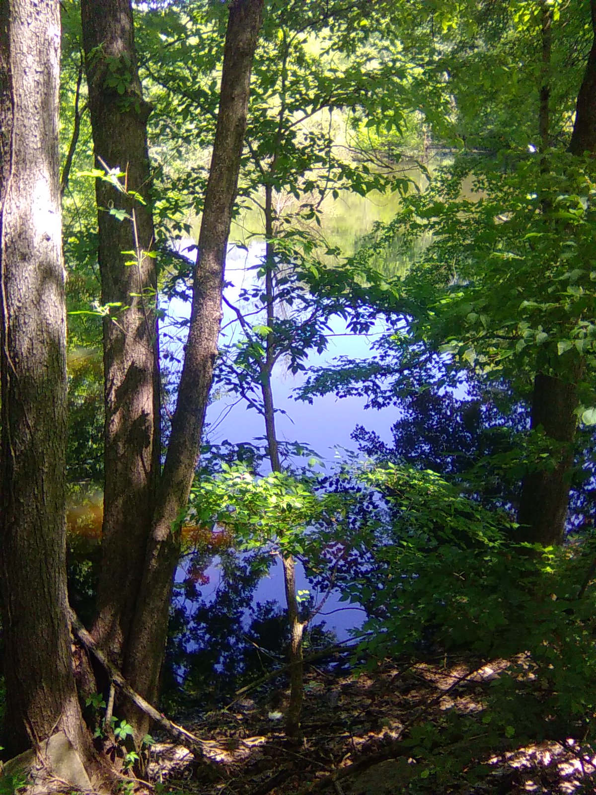 Vernal Pool