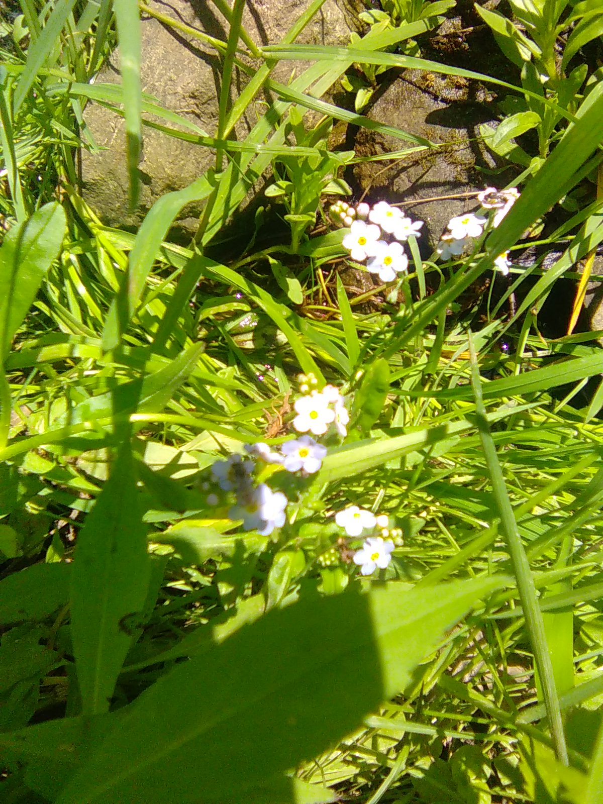 Forget-me-nots