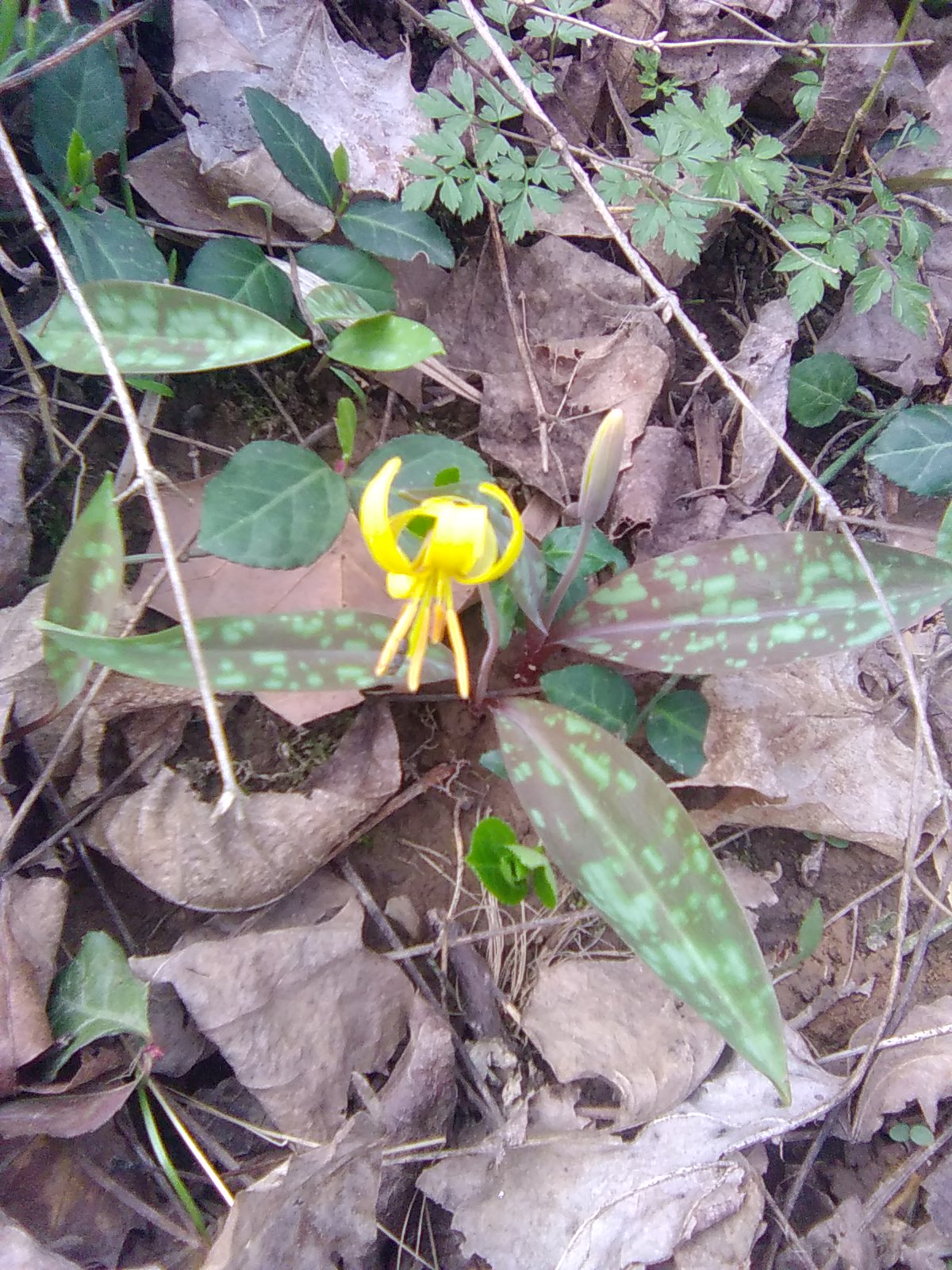 Yellow Trout Lily