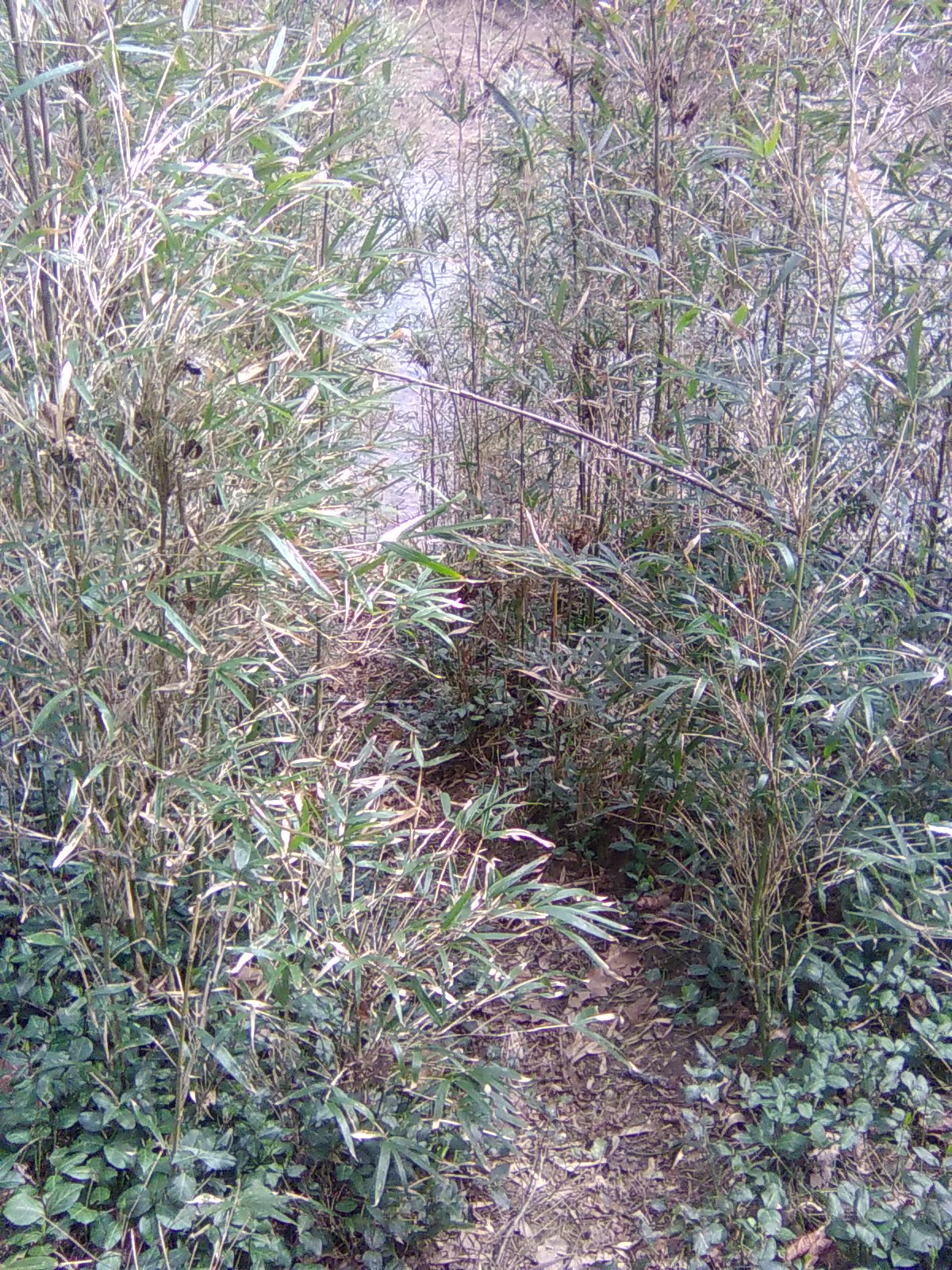 River Cane Path