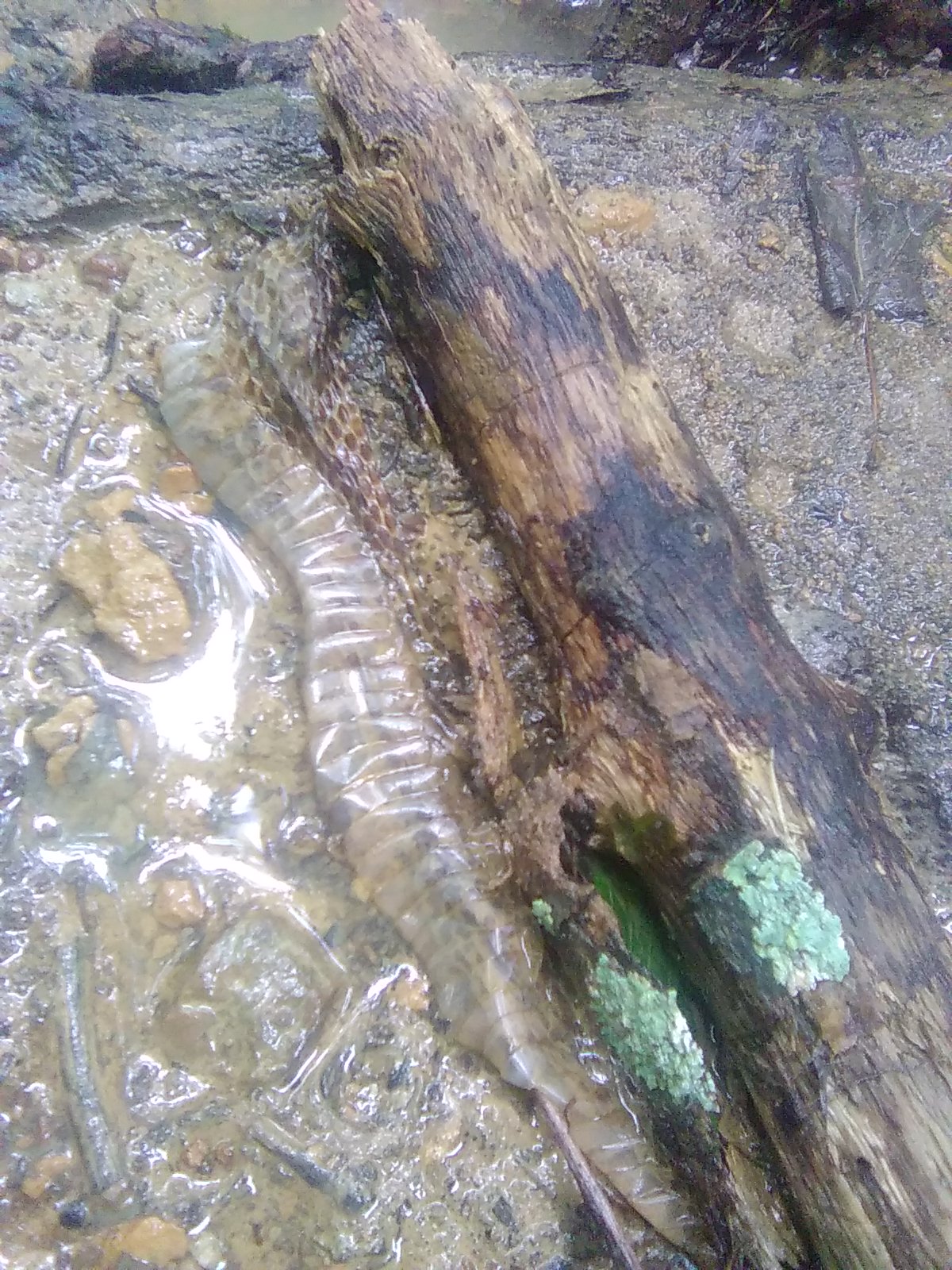 Watersnake Skin