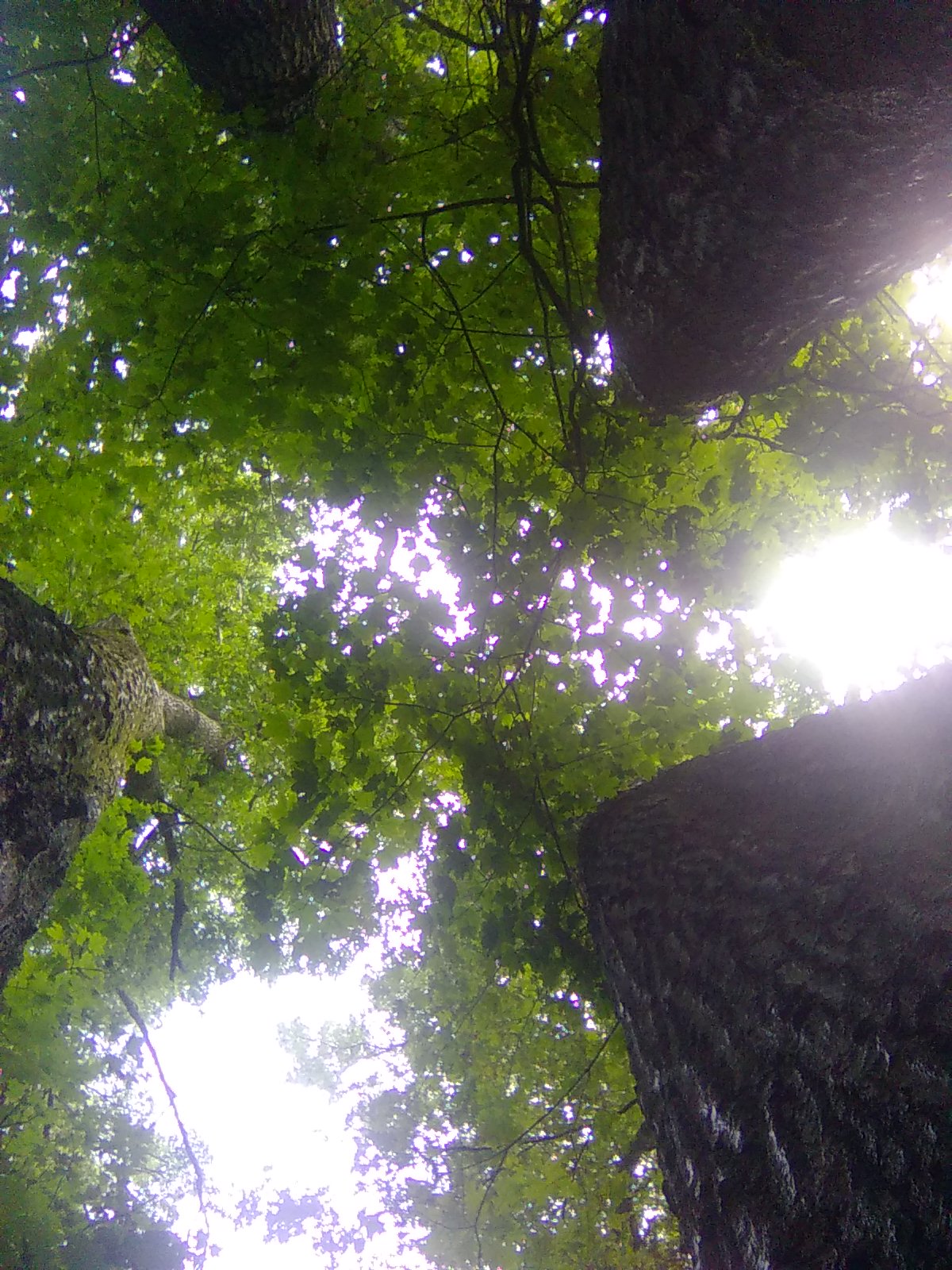 Ents Tops