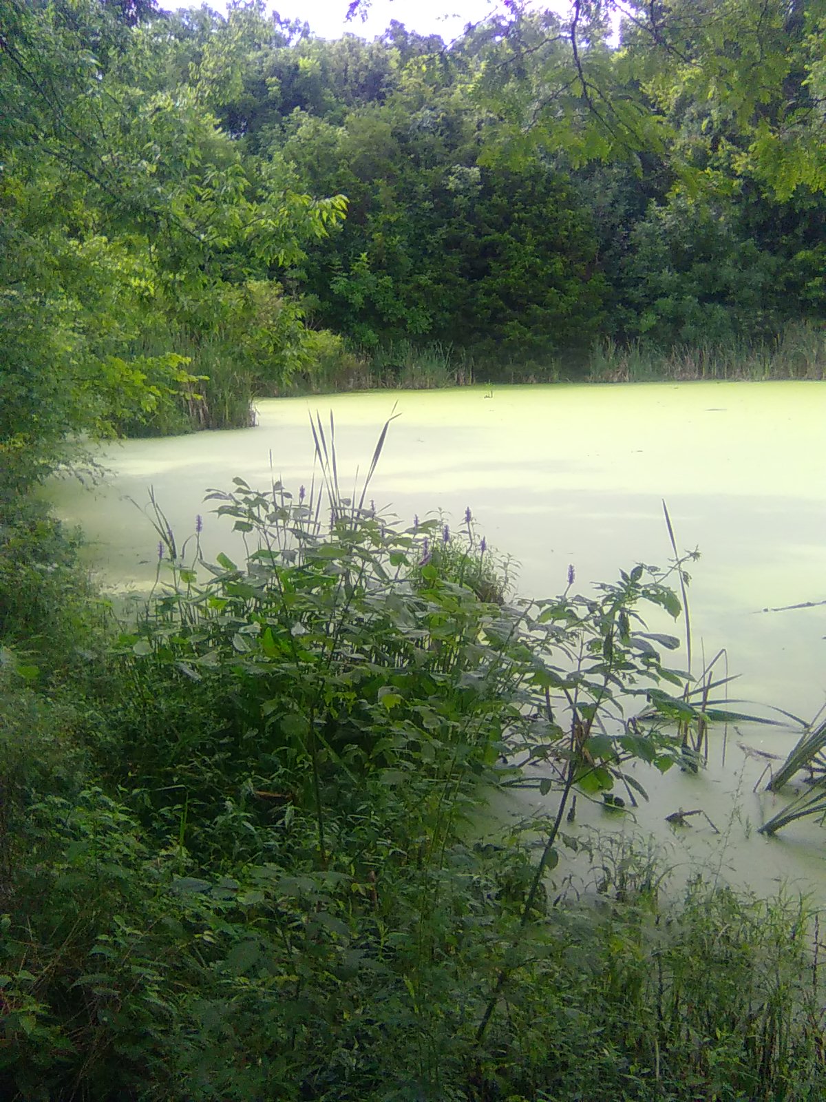 Little Pond on the Loop