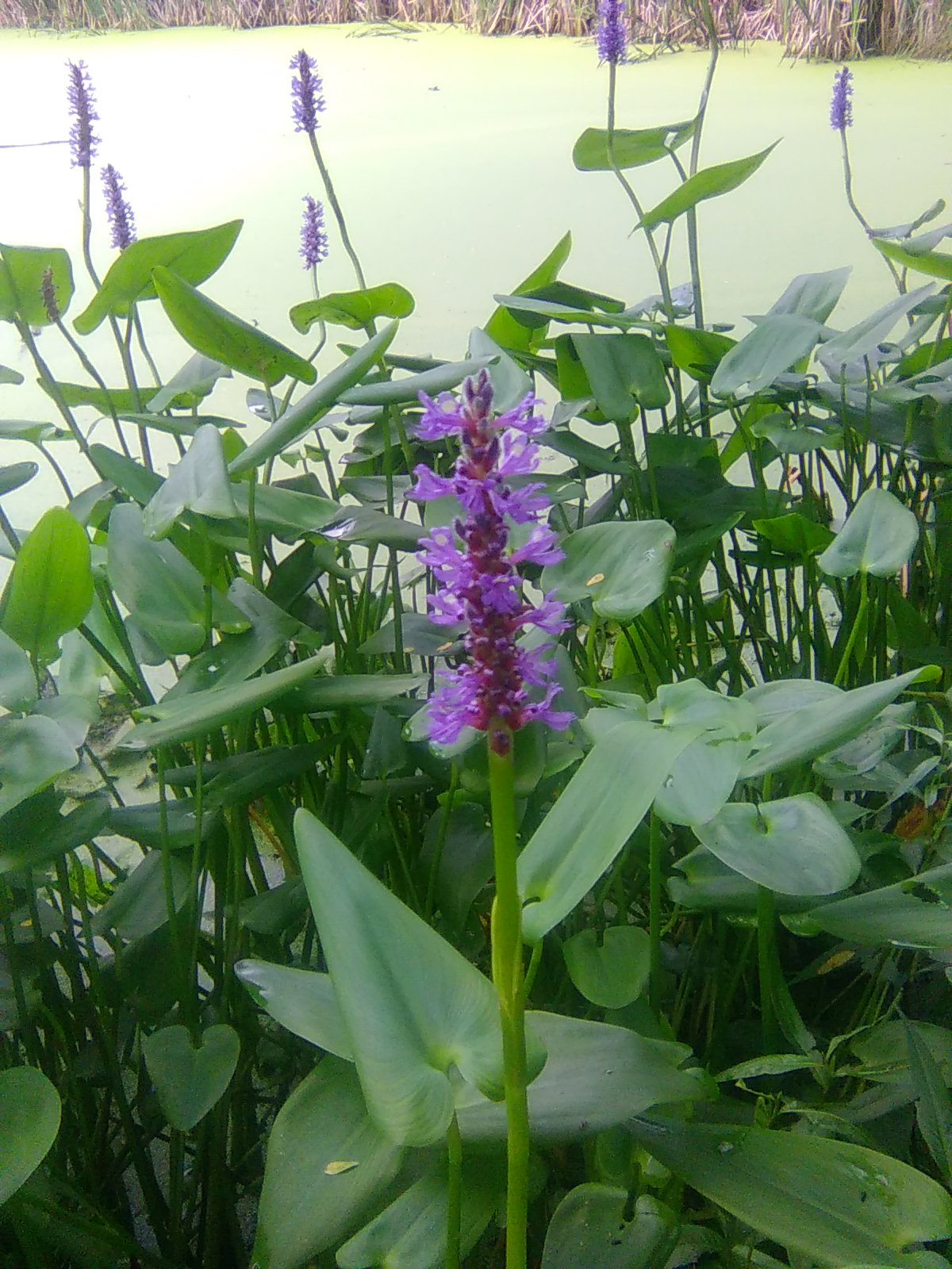 Pickerelweed