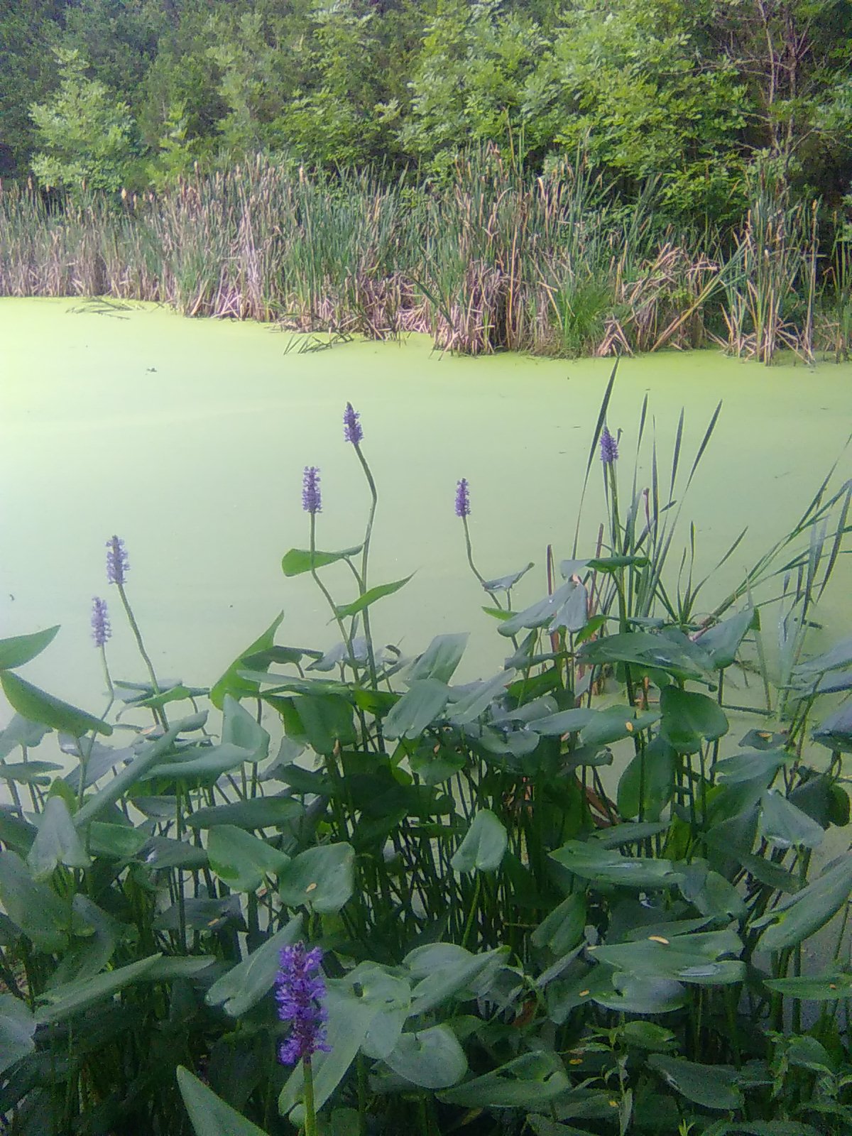 Pickerelweed on Pond