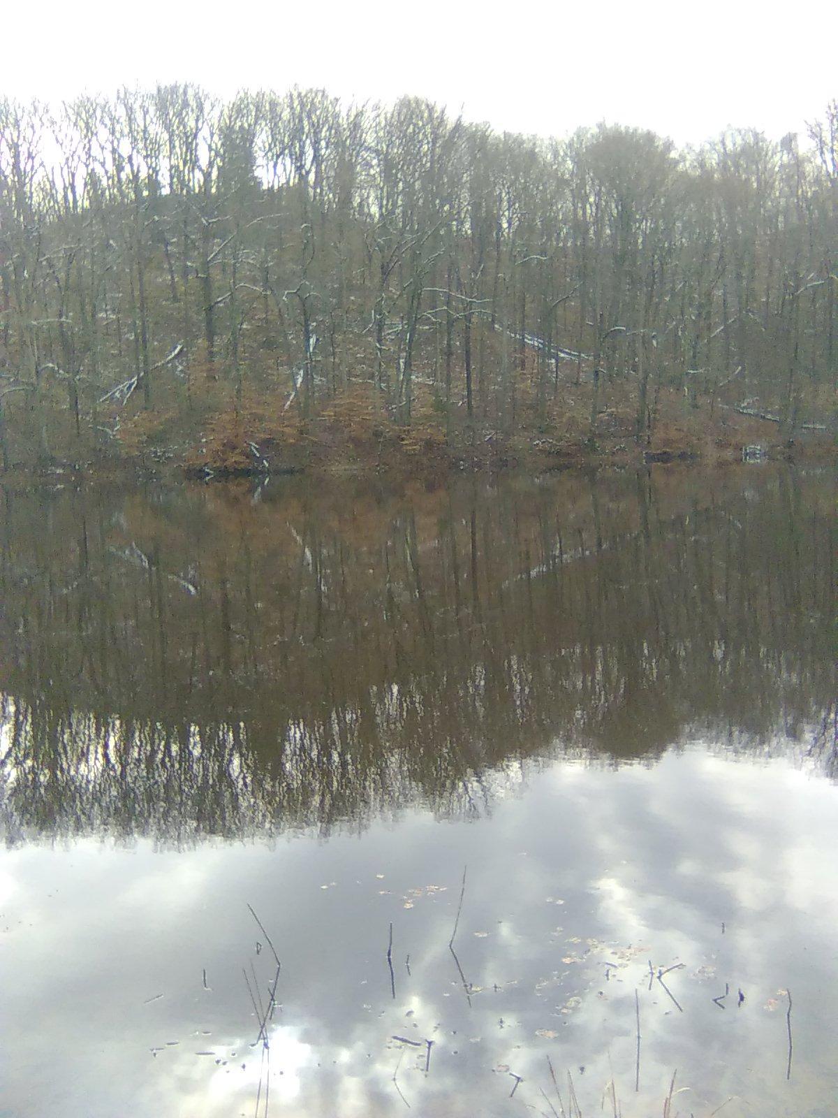 Jefferson Forest