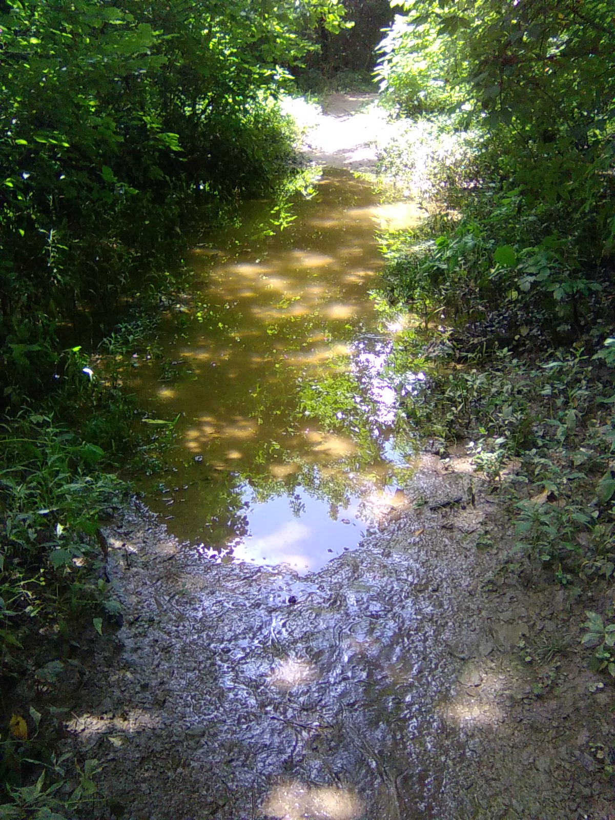 Pond on the Trail