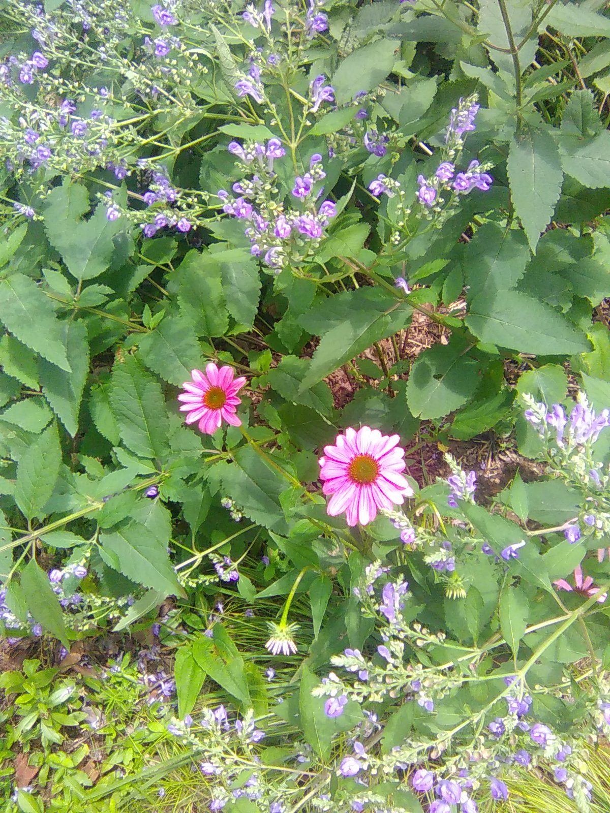 Coneflower & Skullcaps
