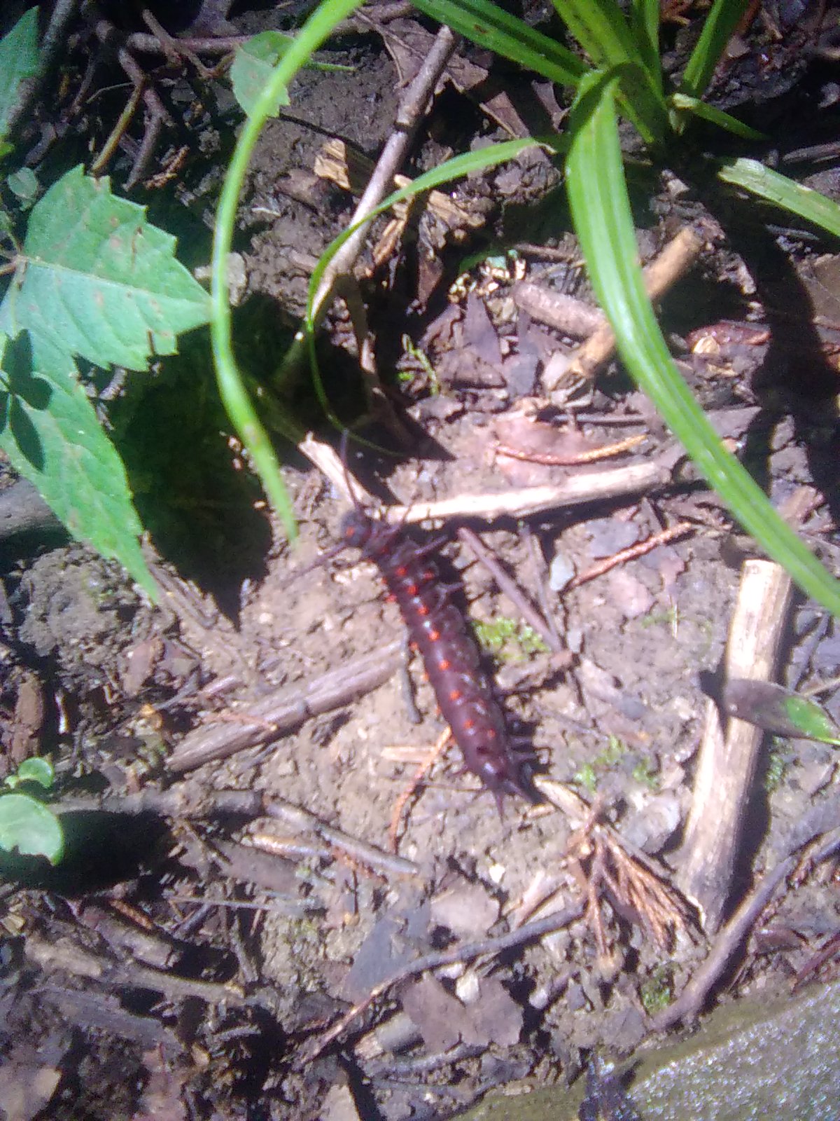 Pipevine Swallowtail Caterpillar