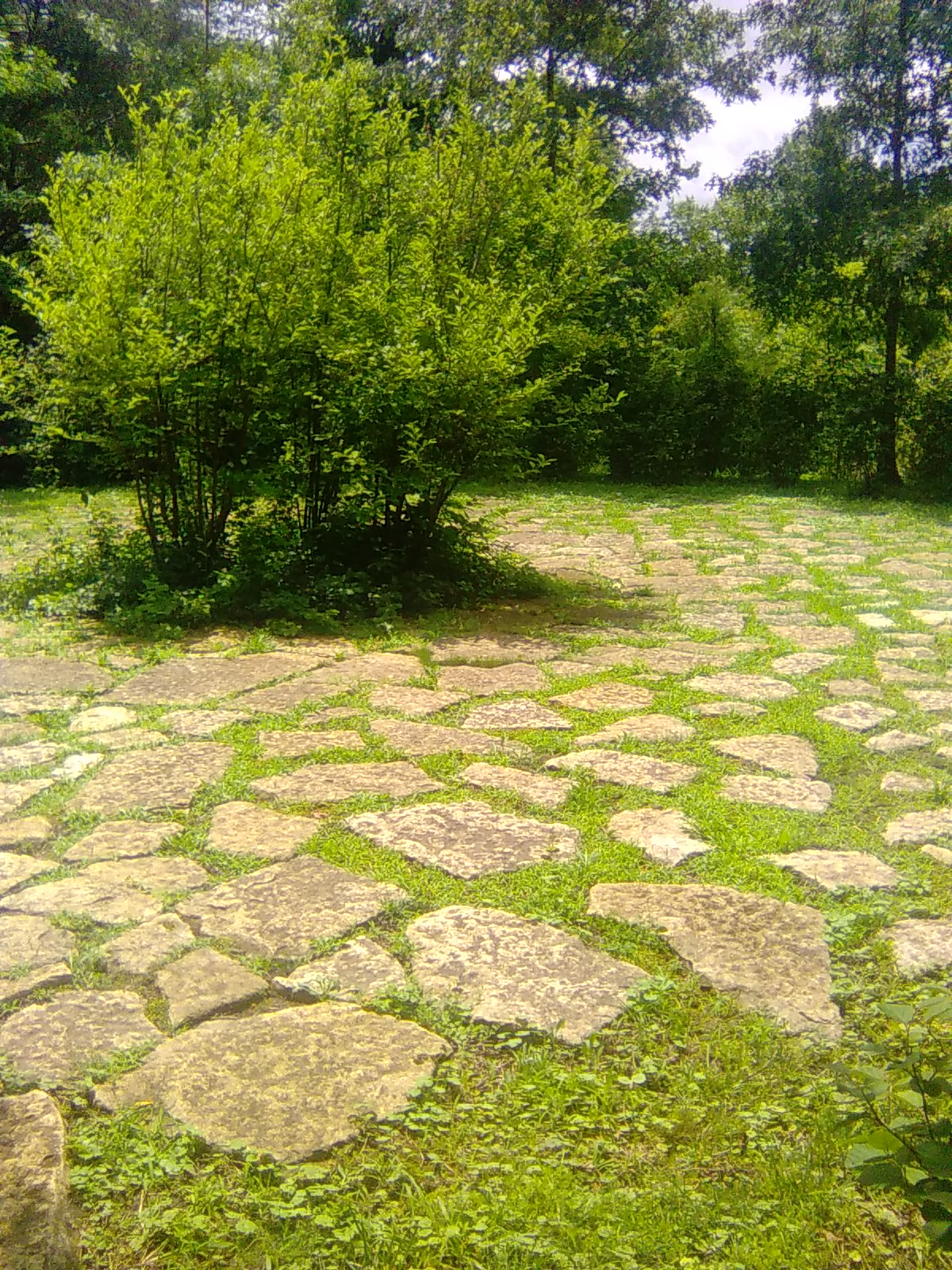 Scarlet Oak Rondel